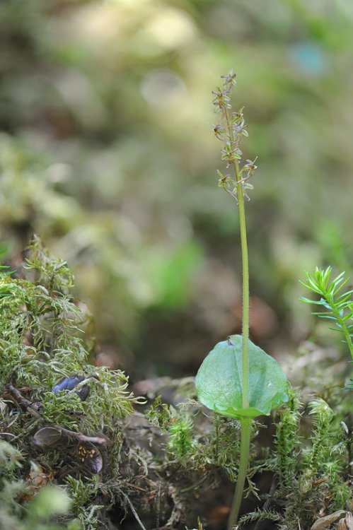 Listera_cordata2a.jpg