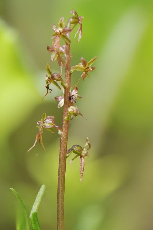 Listera_cordata3.jpg