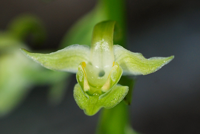 Platanthera-chlorantha-02.jpg