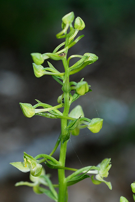 Platanthera-chlorantha-03.jpg