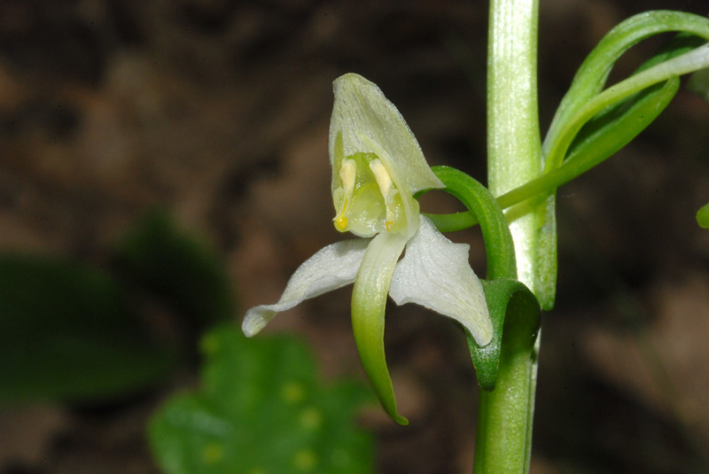 Platanthera-chlorantha-05.jpg