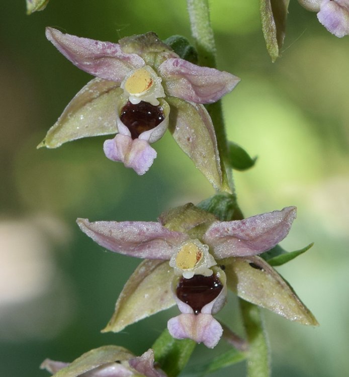 Epipactis helleborine (L.) Crantz 1769. 2.jpg