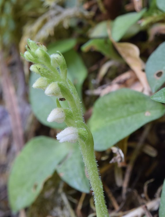 Goodyera repens (L.) R. Br. in W.T. Aiton 1813. 2.jpg