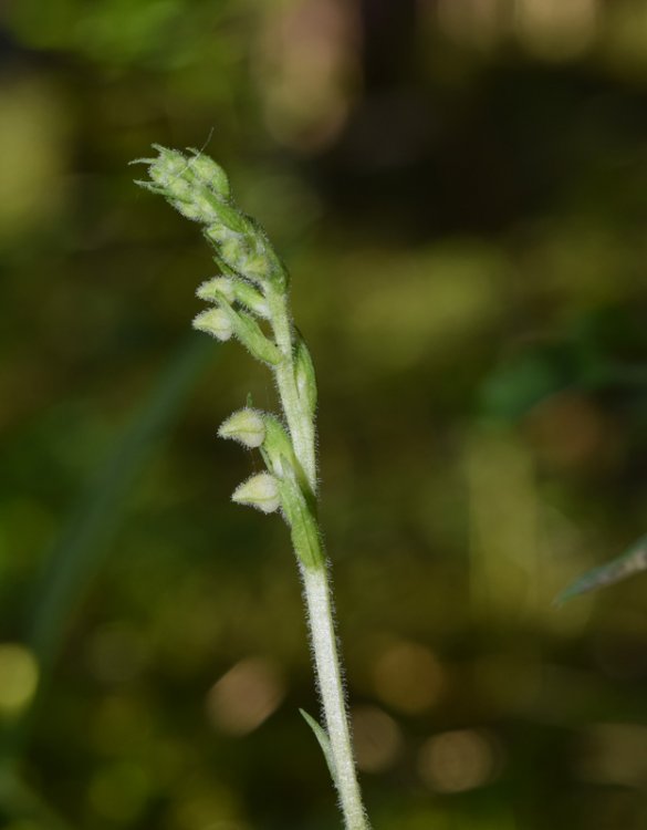 Goodyera repens (L.) R. Br. in W.T. Aiton 1813. 4.jpg