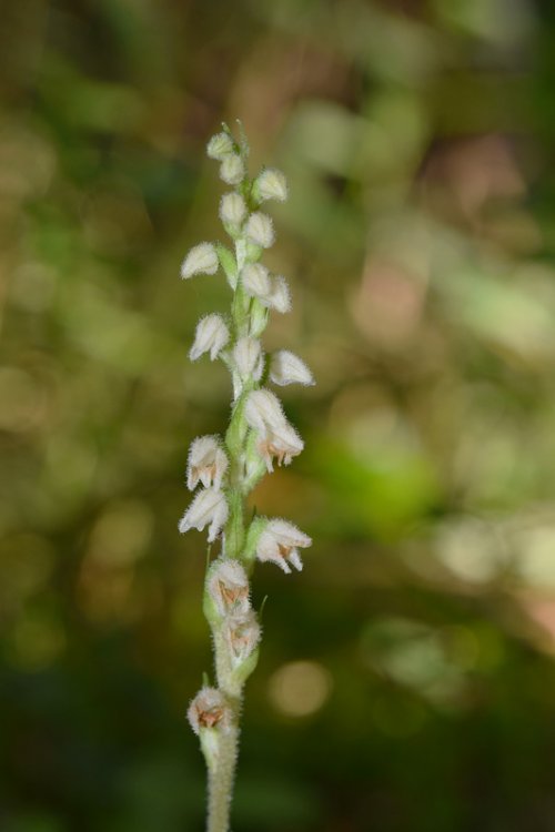 Goodyera repens (L.) R. Br. in W.T. Aiton 1813. 6.jpg