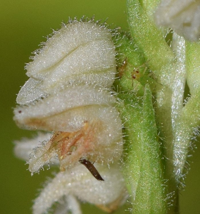 Goodyera repens (L.) R. Br. in W.T. Aiton 1813. 7.jpg