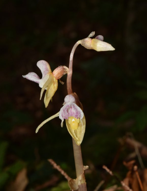 Epipogium aphyllum Sw. 1814. 3.jpg