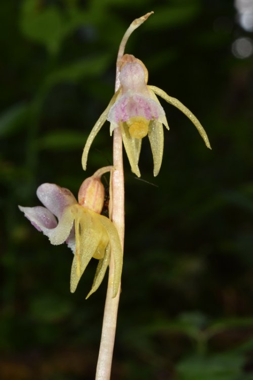 Epipogium aphyllum Sw. 1814. 4.jpg