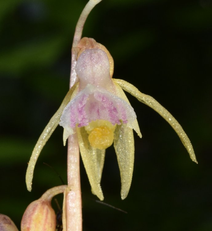 Epipogium aphyllum Sw. 1814. 6.jpg