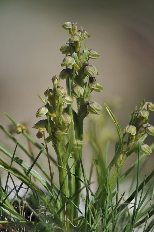 Chamorchis_alpina3.jpg