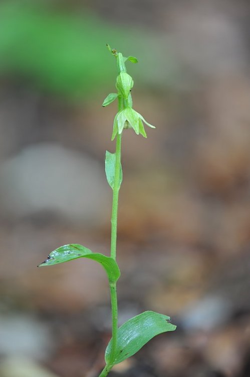 Epipactis_exilis1.jpg