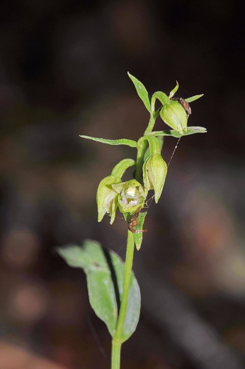 Epipactis_exilis2.jpg