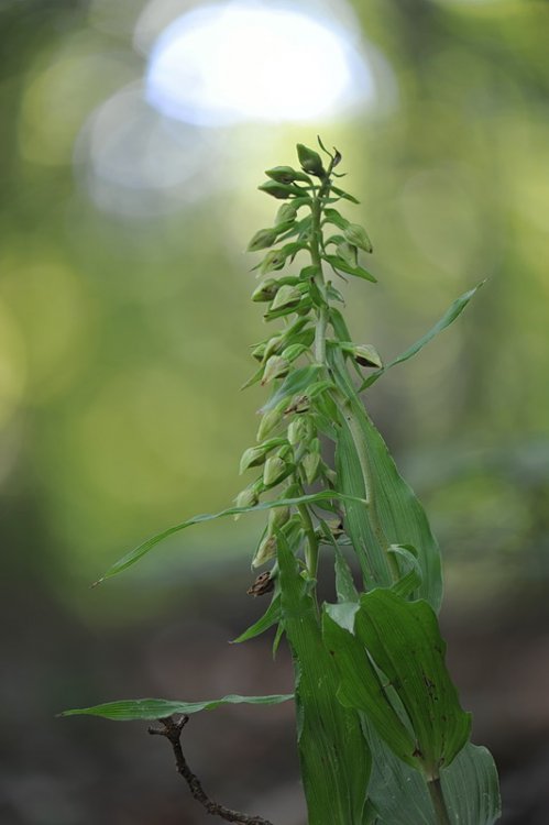 Epipactis_thesaurensis.jpg