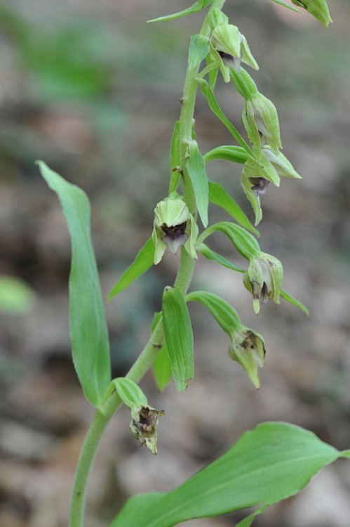 Epipactis_thesaurensis4a.JPG