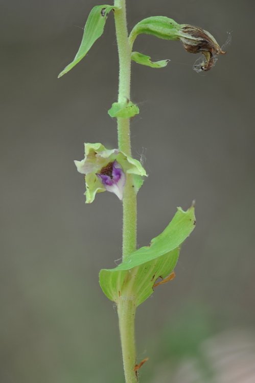 Epipactis_thesaurensis5.jpg