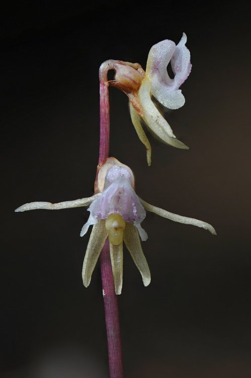 Epipogium_aphyllum5.jpg