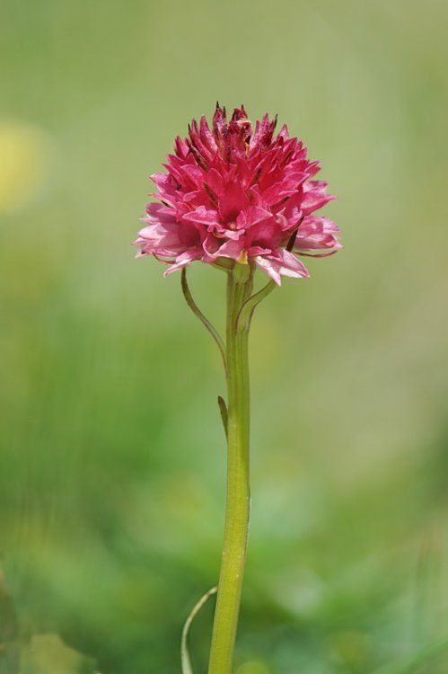 Nigritella_dolomitensis.jpg