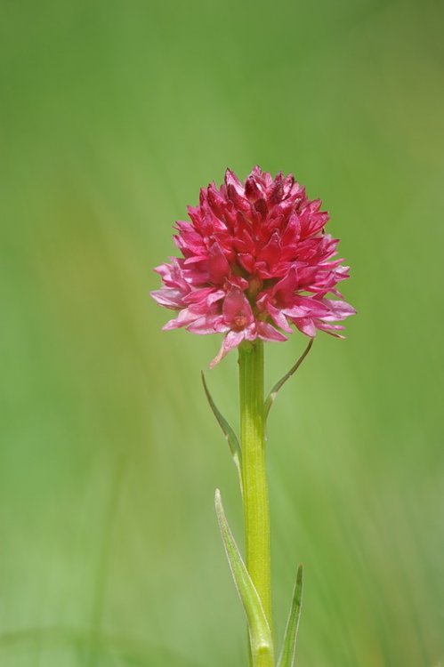 Nigritella_dolomitensis2.jpg