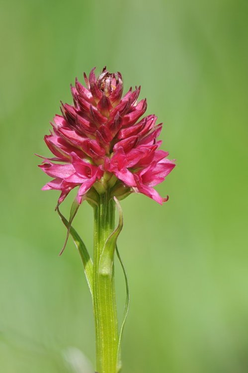 Nigritella_dolomitensis3.jpg