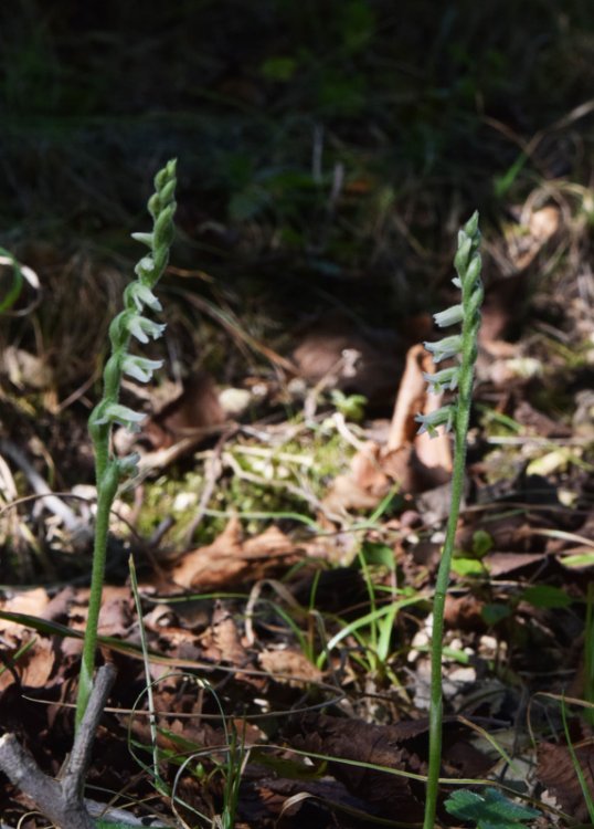 Spiranthes spiralis (L.) Chevall. 1827-1.jpg