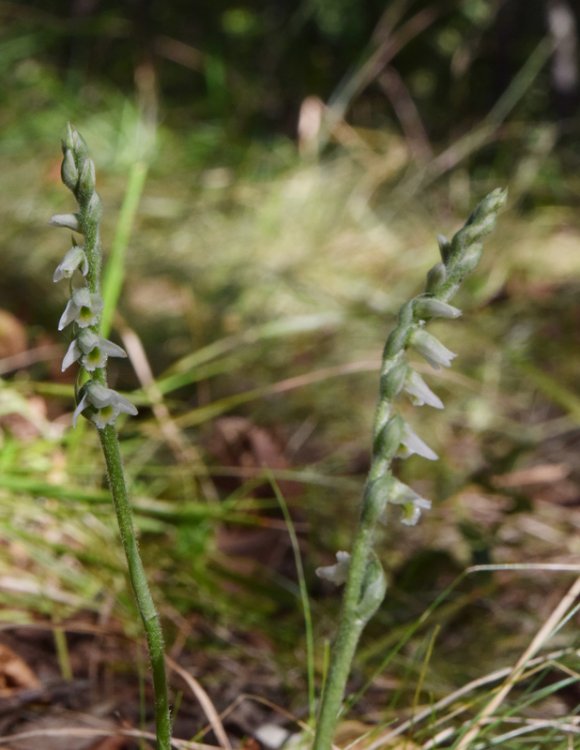 Spiranthes spiralis (L.) Chevall. 1827-2.jpg