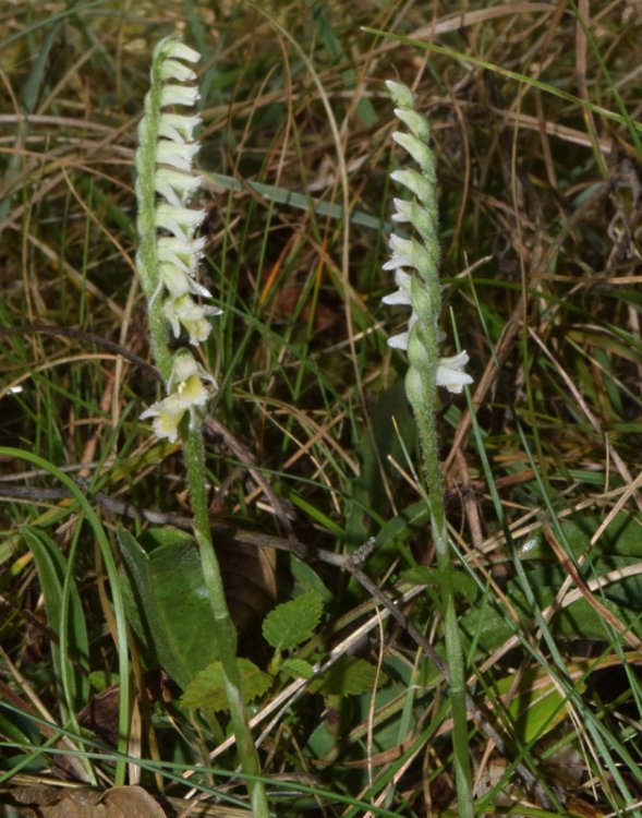 Spiranthes spiralis (L.) Chevall. 1827-3.jpg