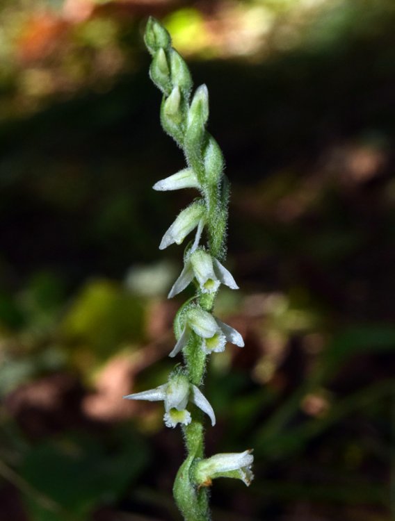 Spiranthes spiralis (L.) Chevall. 1827-5.jpg