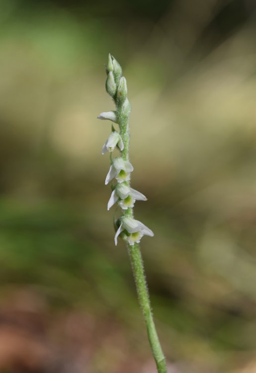 Spiranthes spiralis (L.) Chevall. 1827-6.jpg