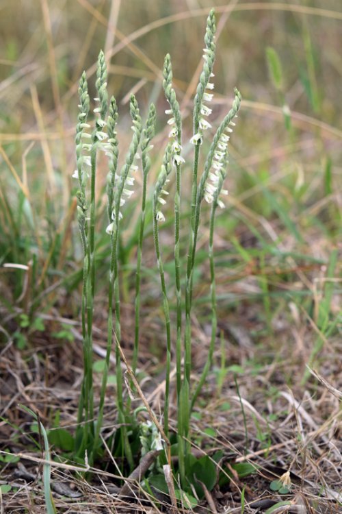 Spiranthes spiralis (L.) Chevall. 1827- 1B..jpg