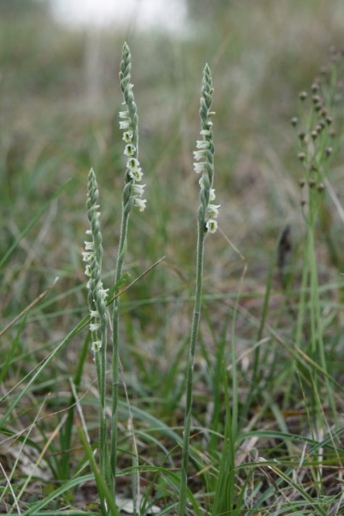 Spiranthes spiralis (L.) Chevall. 1827- 2B..jpg