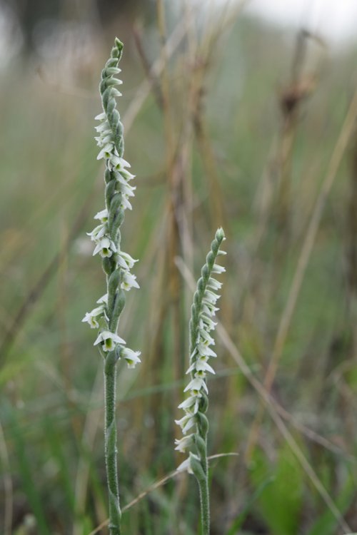 Spiranthes spiralis (L.) Chevall. 1827- 3B..jpg