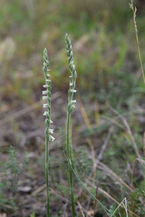 Spiranthes spiralis (L.) Chevall. 1827- 4B..jpg