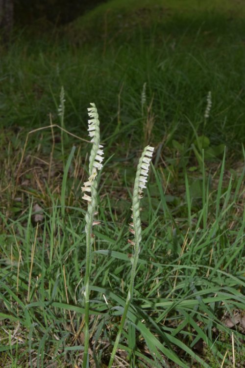 Spiranthes spiralis (L.) Chevall. 1827- 5B..jpg