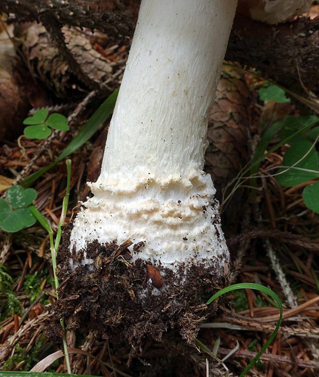 Amanita-muscaria-(15).thumb.jpg.ea404b00839ad204d0d62b481a9c7e07.jpg