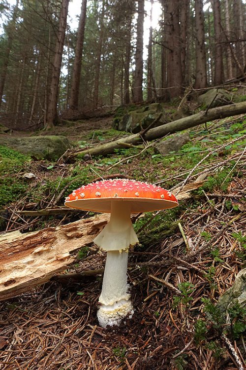 Amanita-muscaria-(24).thumb.jpg.cafba2966ff261d62054821473fd3bf4.jpg