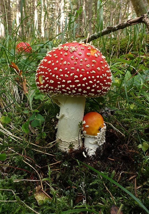 Amanita-muscaria-(27).thumb.jpg.5e1215d629f058b4a9107fe40e12ae61.jpg