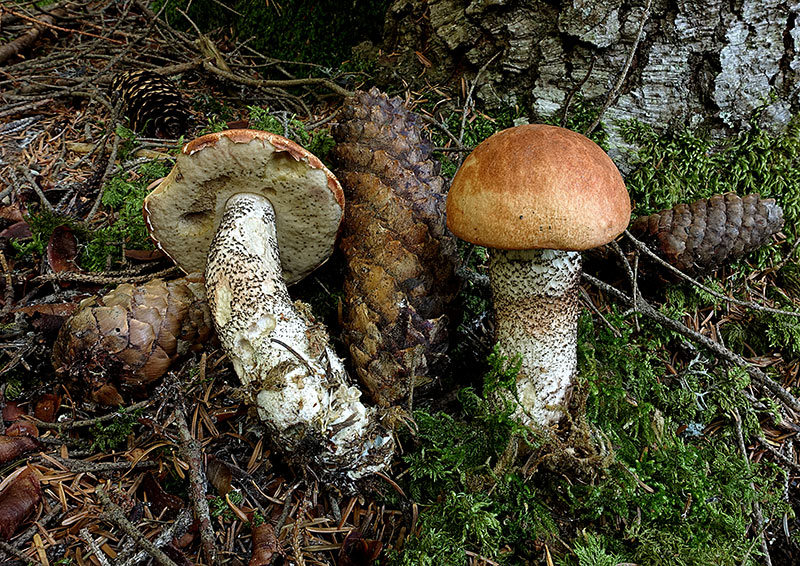 Leccinum-vulpinum-(3).jpg.007f08598fcfa309ec23e9ef4fa808b6.jpg