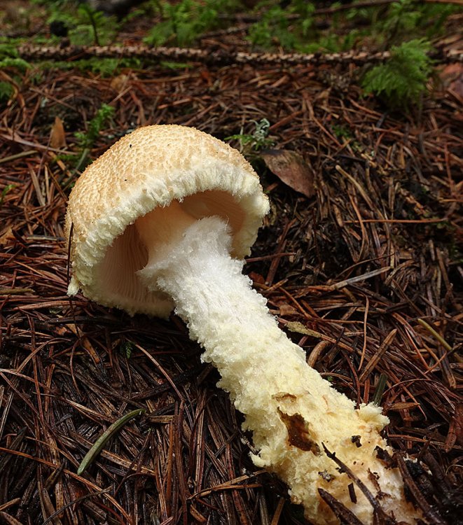 Lepiota-ventriosospora-(4).thumb.jpg.134a8cd9304bfaf5270a64feef0382c1.jpg