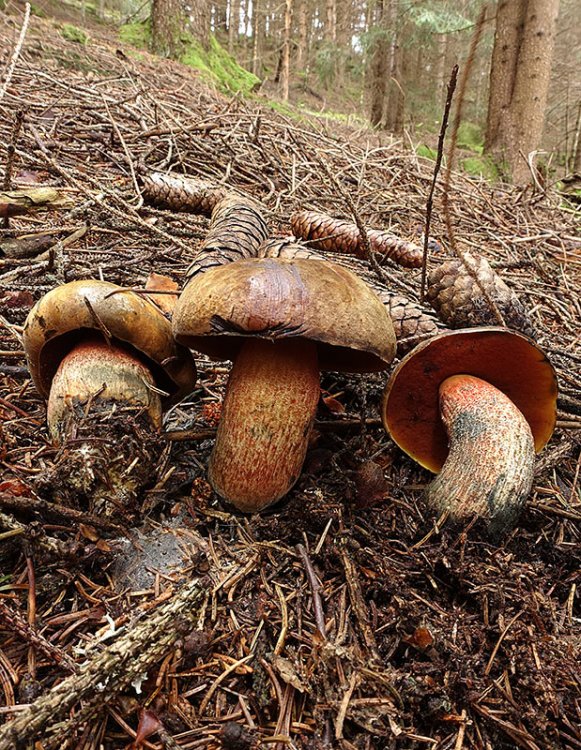 Neoboletus-luridiformis-(11).thumb.jpg.e3752d9e0d71271ef02182ca344e96ea.jpg