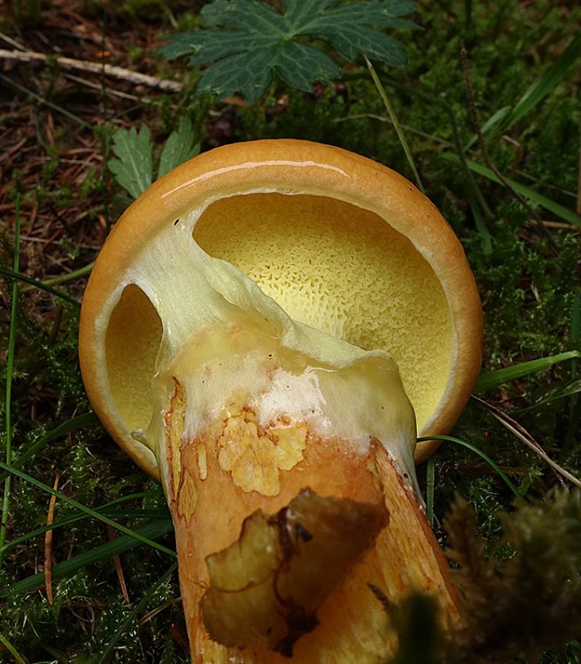 Suillus-grevillei-(1).thumb.jpg.6aa4c79d3806bc46b863e17cfdd0ee44.jpg