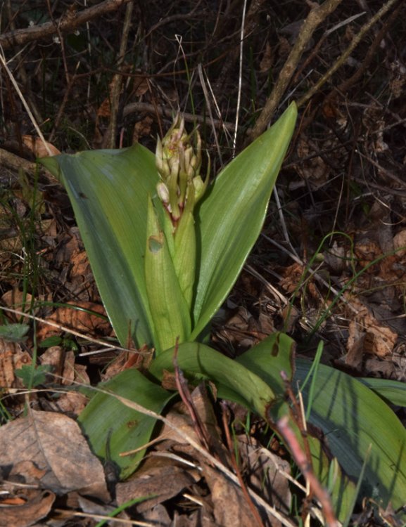 Himantoglossum robertianum (Loisel.)P. Delforge. 2.jpg