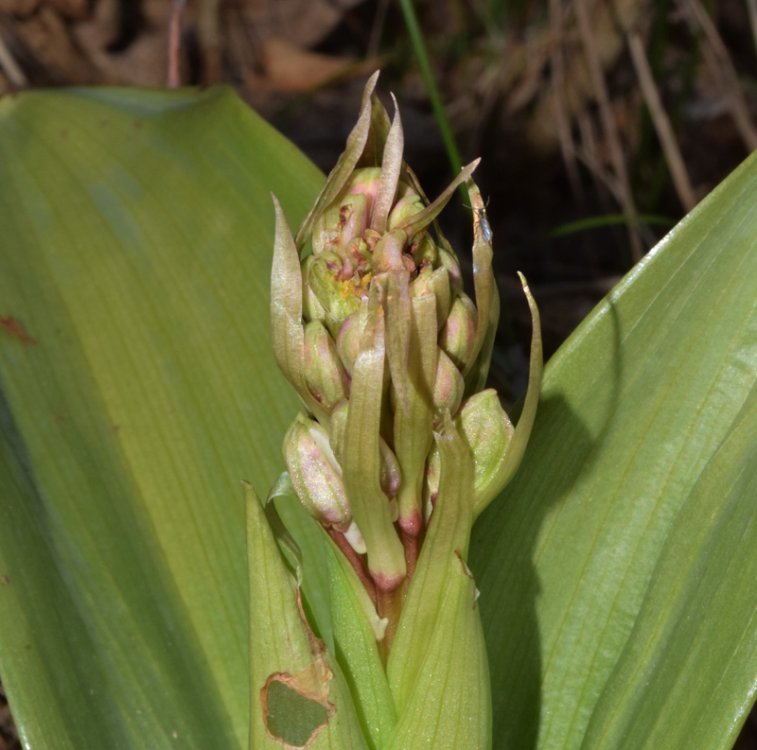 Himantoglossum robertianum (Loisel.)P. Delforge. 3.jpg