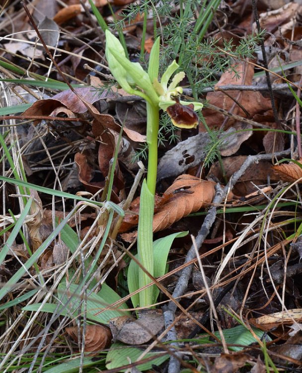 Ophrys sphegodes subsp. sphegodes Miller-1.jpg