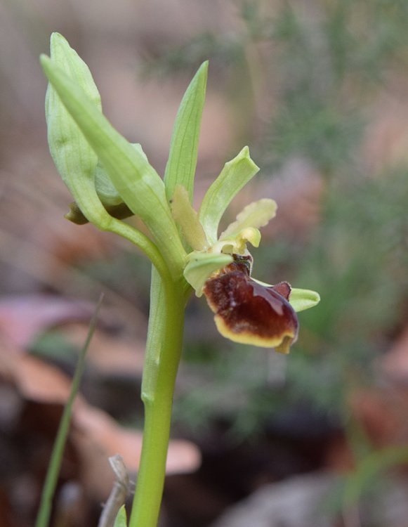 Ophrys sphegodes subsp. sphegodes Miller-2.jpg