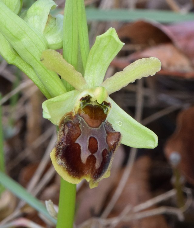 Ophrys sphegodes subsp. sphegodes Miller-3.jpg