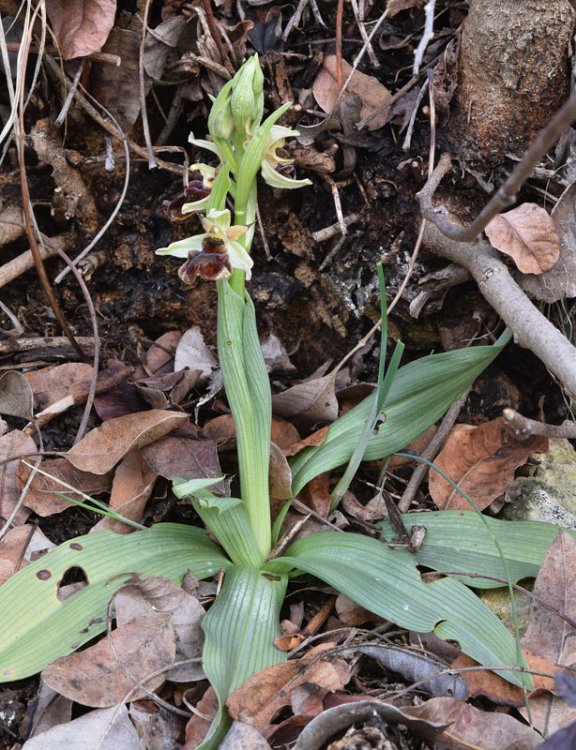 Ophrys sphegodes subsp. sphegodes Miller-4.jpg