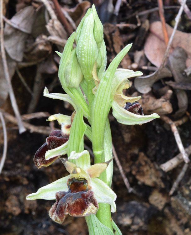 Ophrys sphegodes subsp. sphegodes Miller-5.jpg