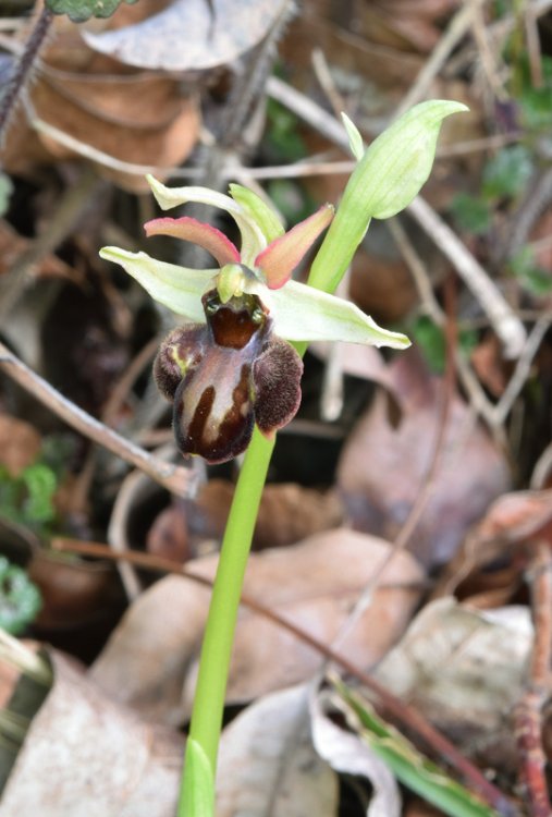 Ophrys sphegodes subsp. sphegodes Miller-6.jpg