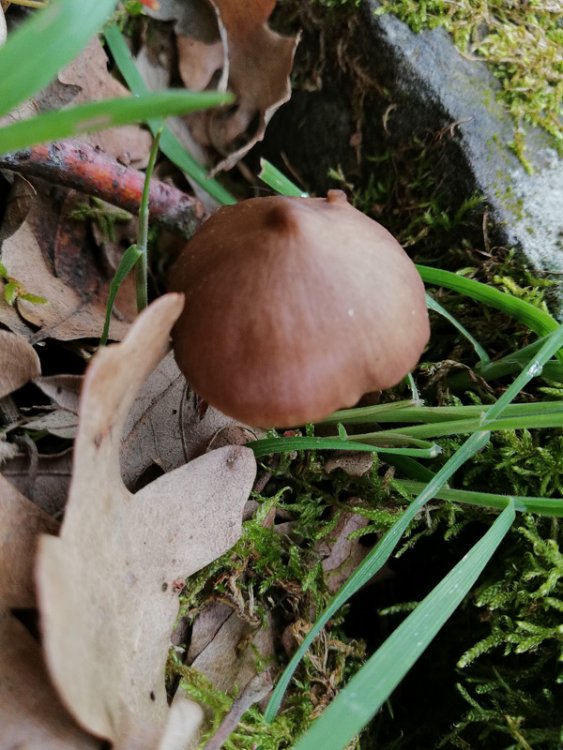 Entoloma-hirtipes-01.jpg