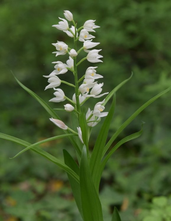 Cephalanthera longifolia (L.) Fritsch 1888. 3.jpg